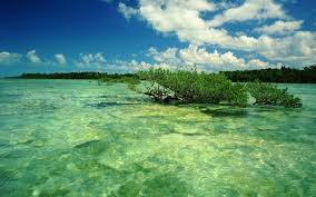 What’s Happening to the Ocean in the Florida Keys